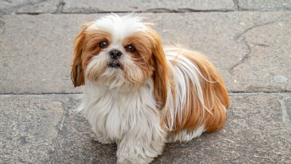 raças-de-cães-ideais-para-apartamento-Shih-Tzu