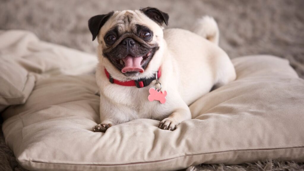 raças-de-cães-ideais-para-apartamento-pug