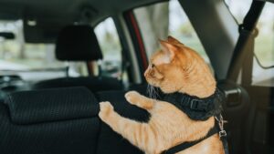 Viajar com o pet de carro