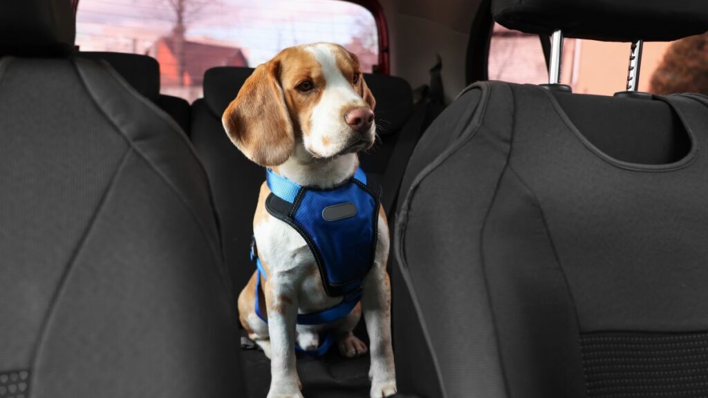 Viajar-com-o-pet-de-carro-capa